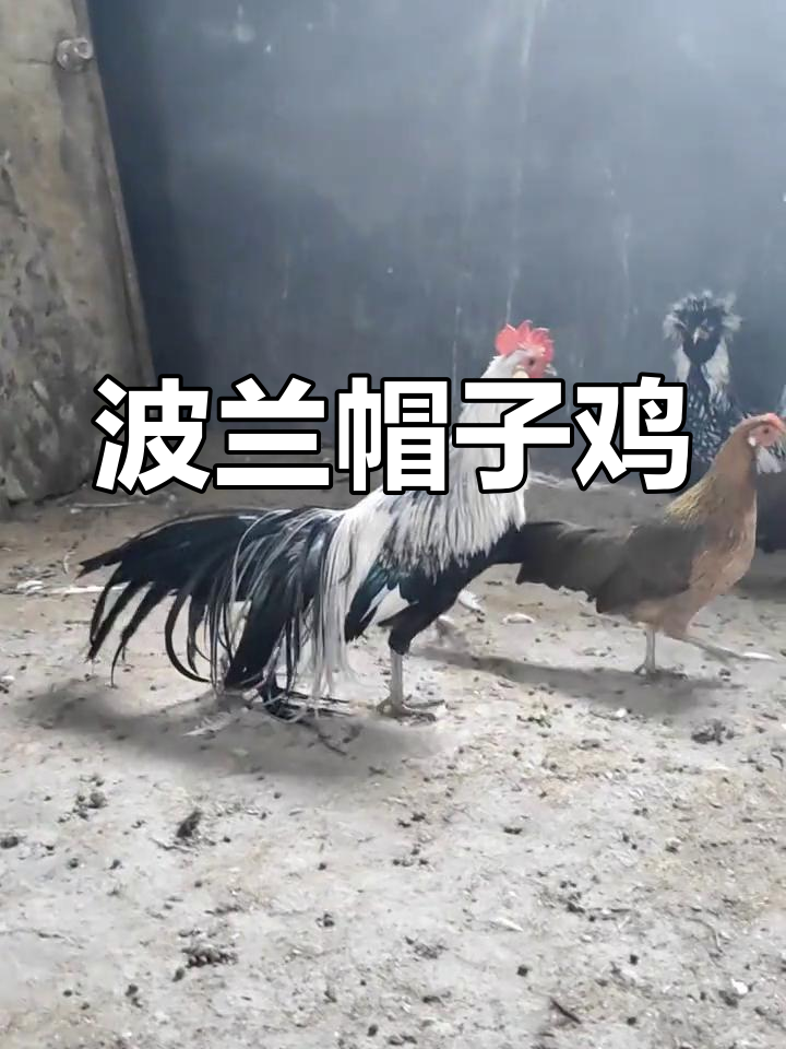 波兰帽子鸡:公鸡中的战斗机,网红来袭