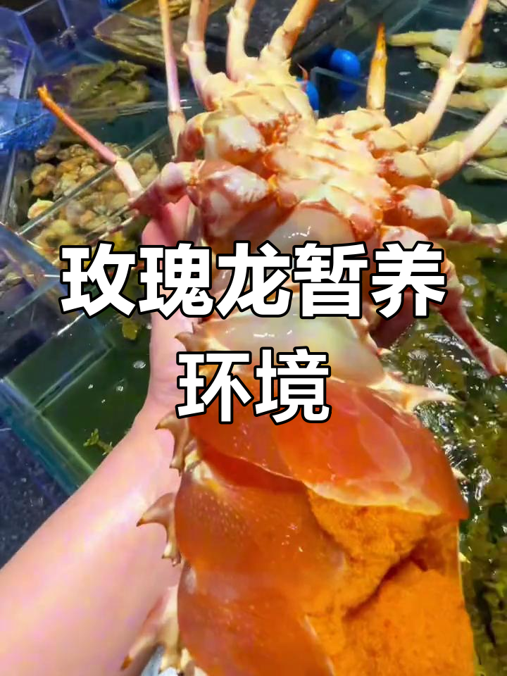 玫瑰龙虾暂养条件揭秘:温度、盐度全解析