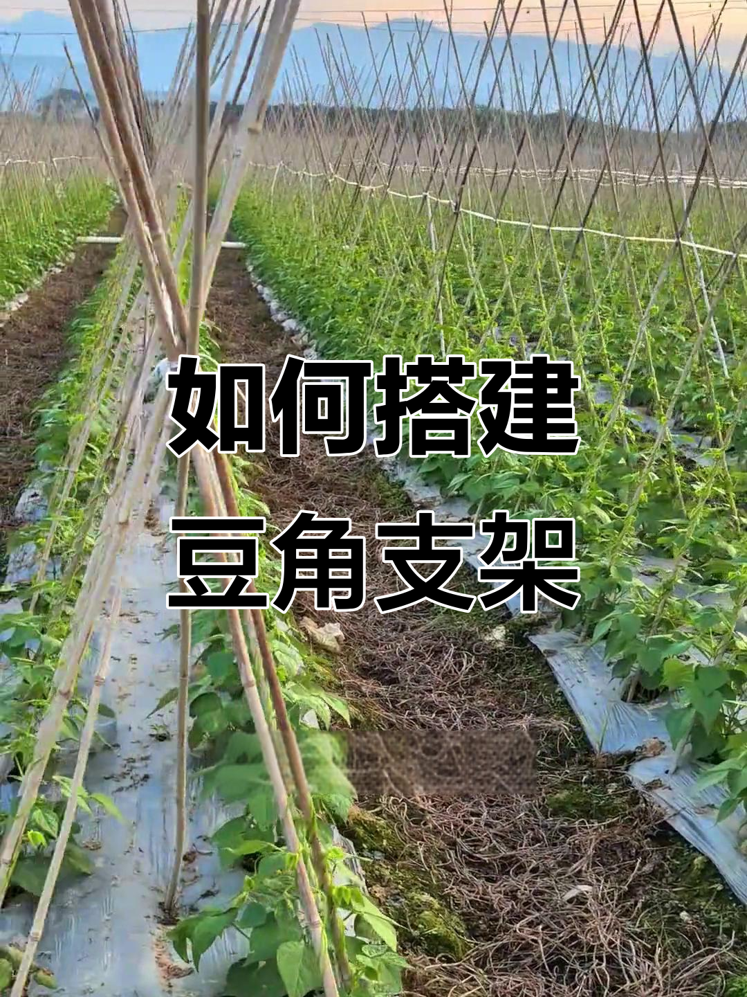 豆角搭架技巧大揭秘,如何选择最适合的架子类型