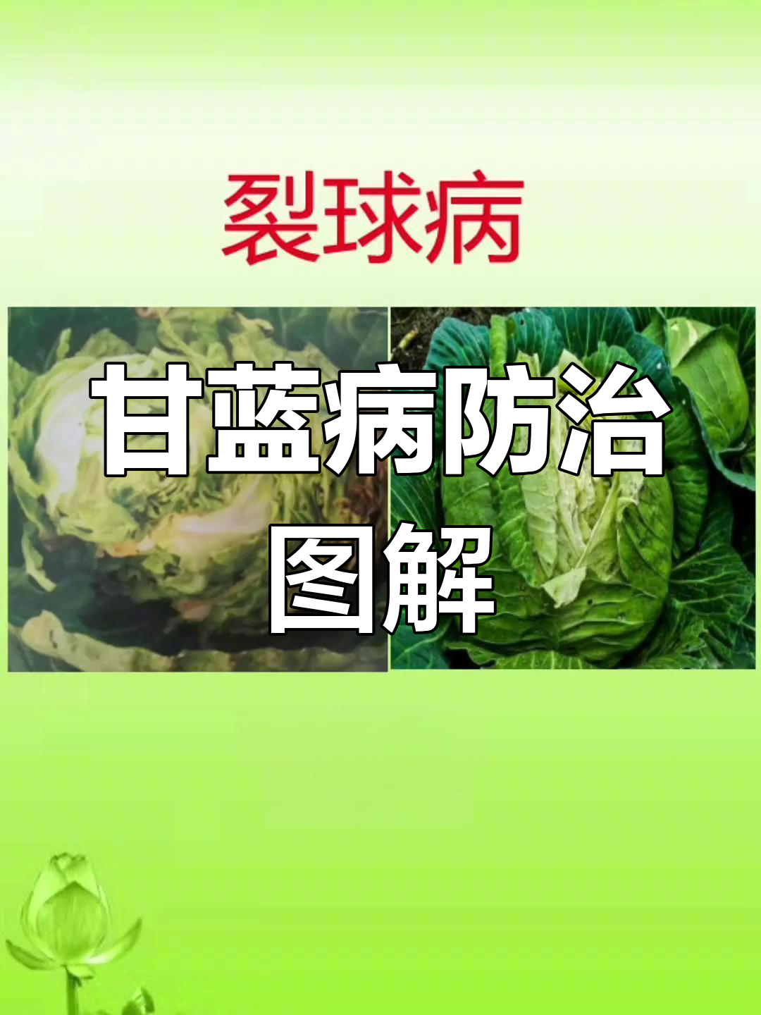 甘蓝常见病害及防治方法全解析