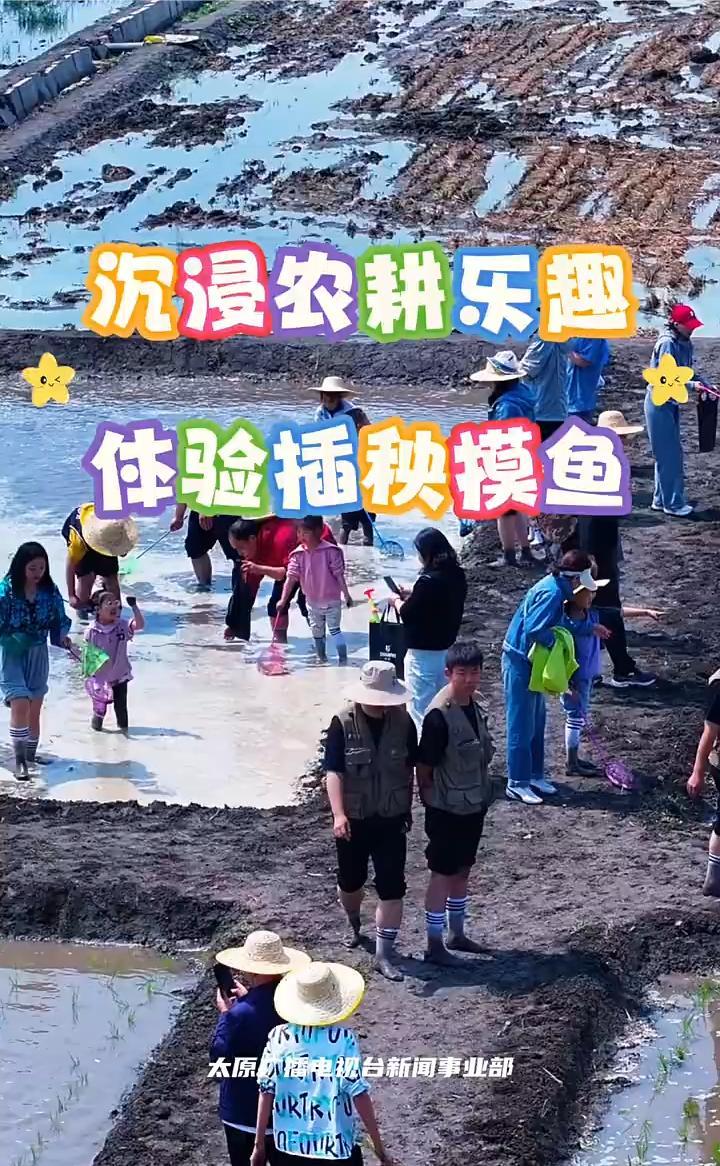端午来稻田!沉浸农耕乐趣 体验插秧摸鱼
