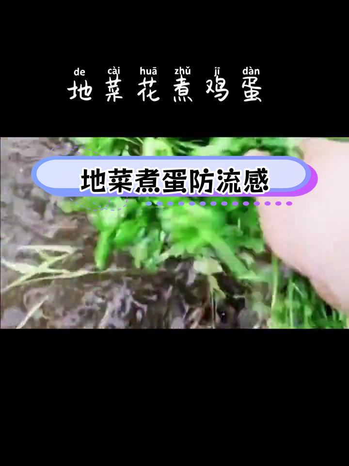 三月三地菜煮鸡蛋,祛风湿清火