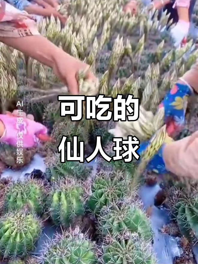 崇州特产:可食用的天鹅蛋仙人球,开花仅半天