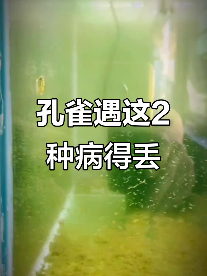 孔雀鱼遇到这两种情况,赶紧扔掉避免传染