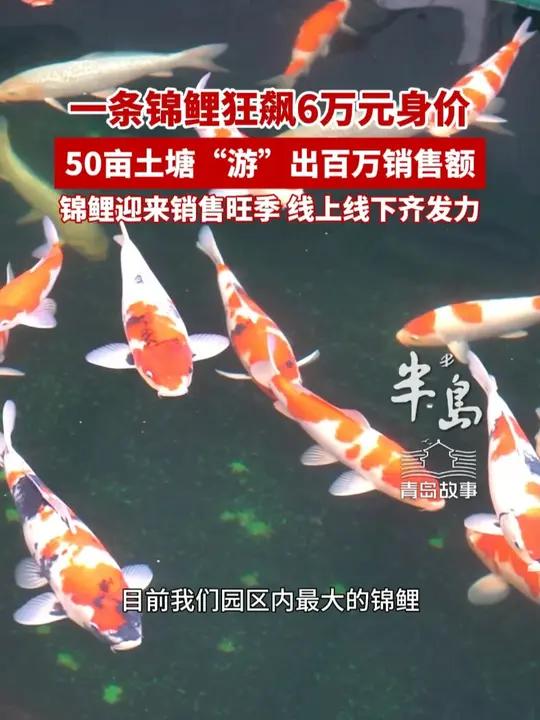 一条锦鲤狂飙6万元身价!50亩土塘“游”出百万销售额(半岛全媒体记者 王洪智 黄滢滢 编辑
