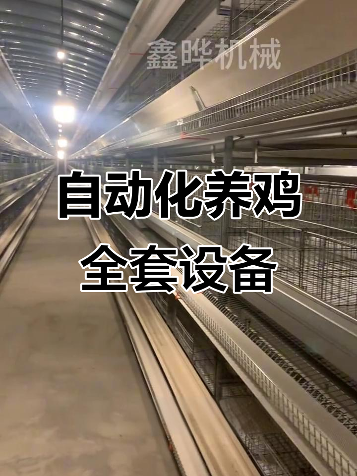全自动化养鸡设备，轻松搞定两万只蛋鸡肉鸡养殖