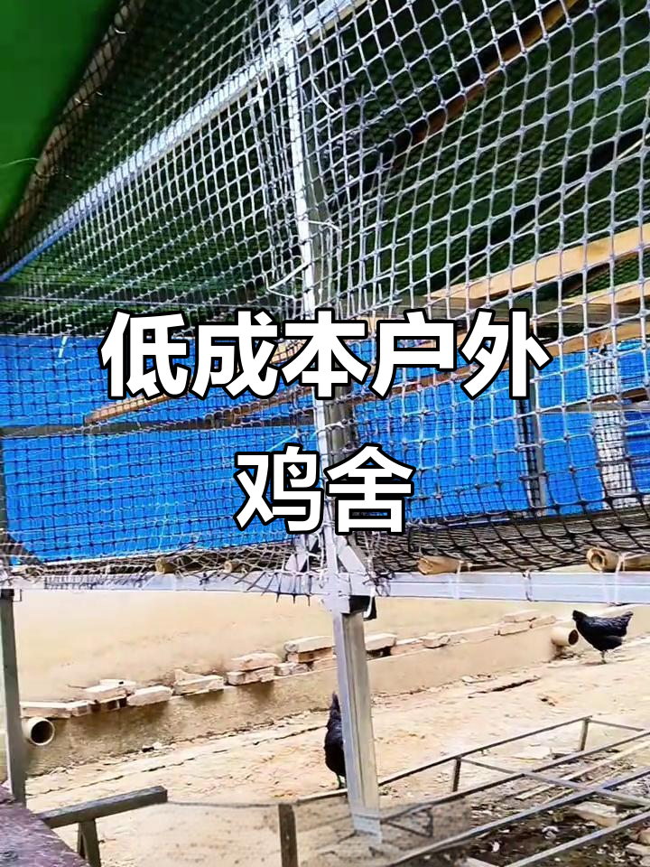 农村散养土鸡必备:低成本室外大鸡舍建造技巧