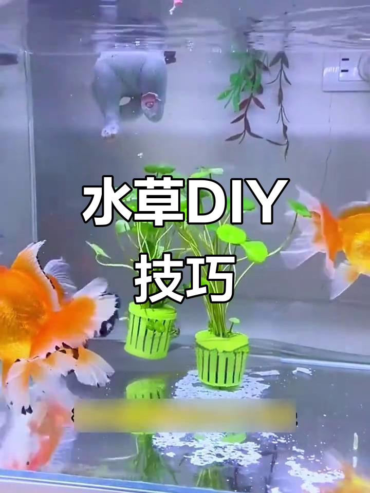 告别水草店,剪段绿萝轻松变鱼缸装饰!