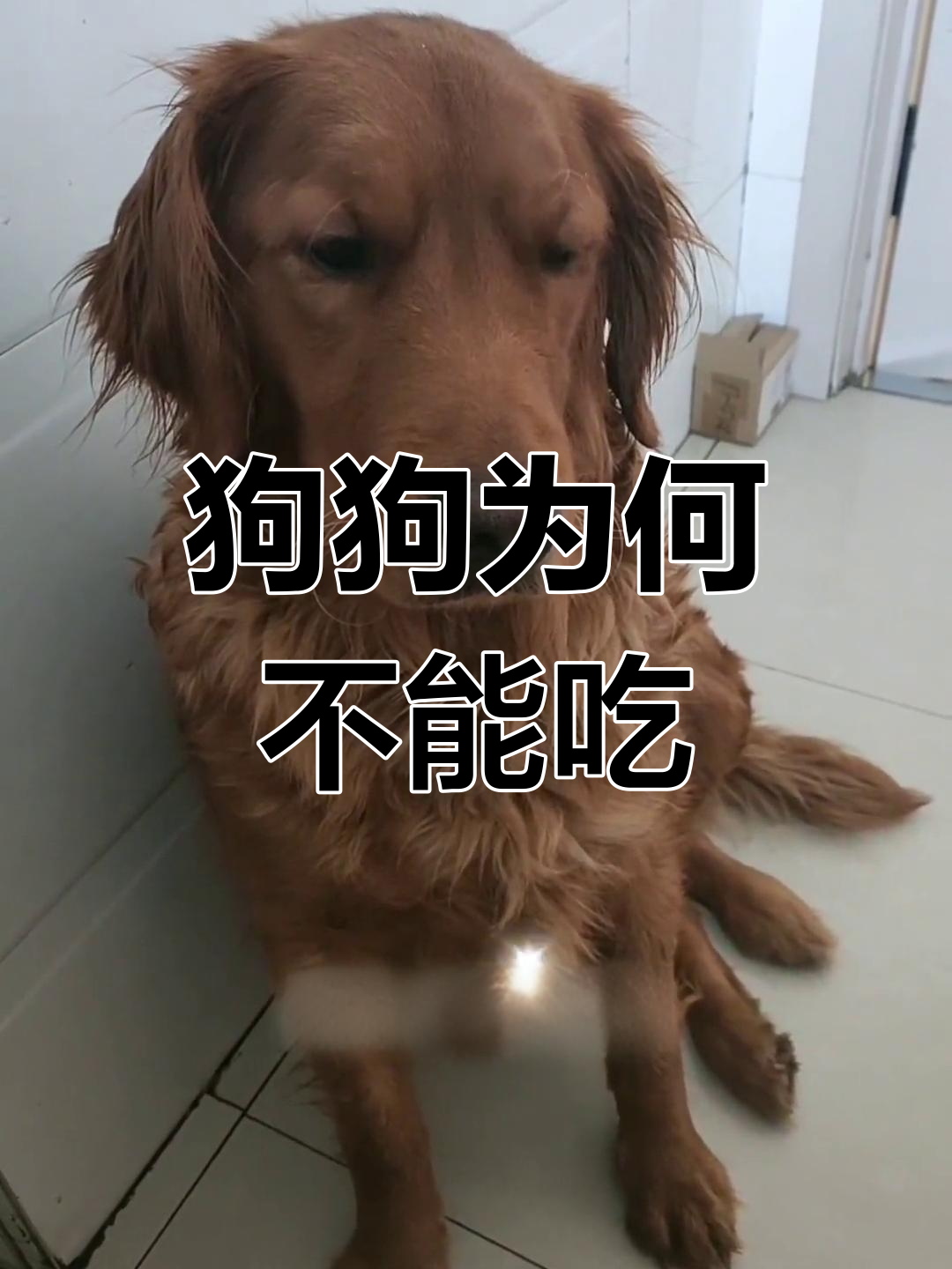 狗肉背后的真相:你吃的狗肉到底从哪儿来?