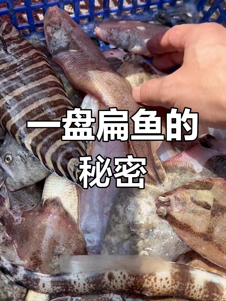 扁鱼种类大揭秘,舌鳎、条塔全解析