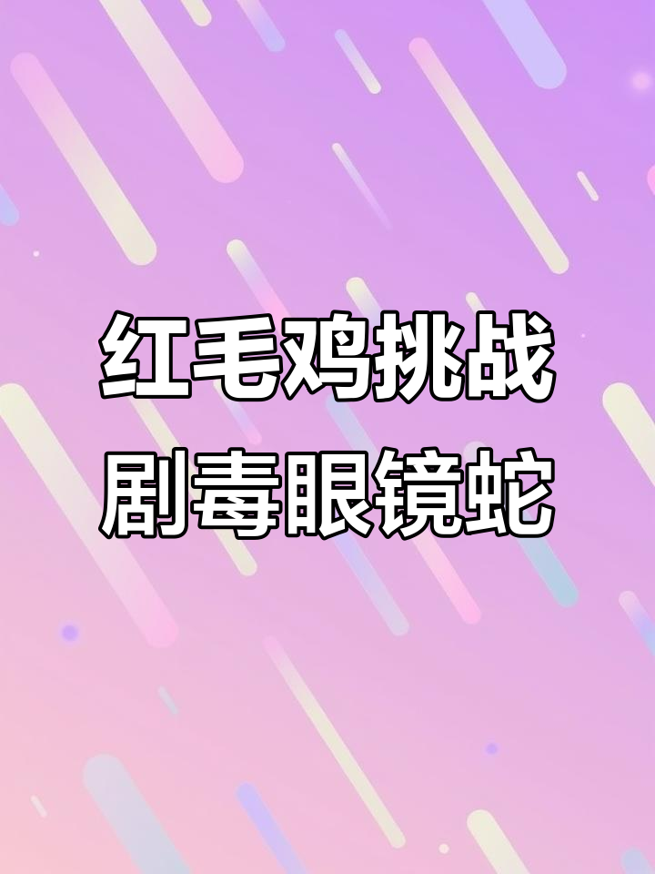 红毛鸡勇斗毒蛇,变身“辣条”高手