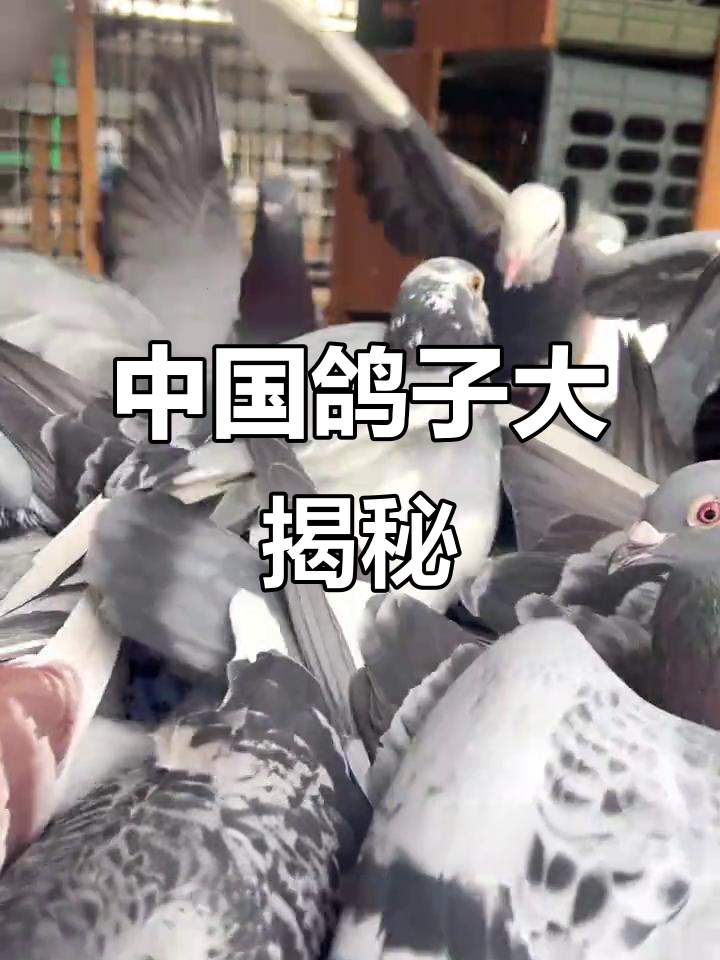 探秘中国十大名鸽品种,高原雨点、蓝鸽等各具特色
