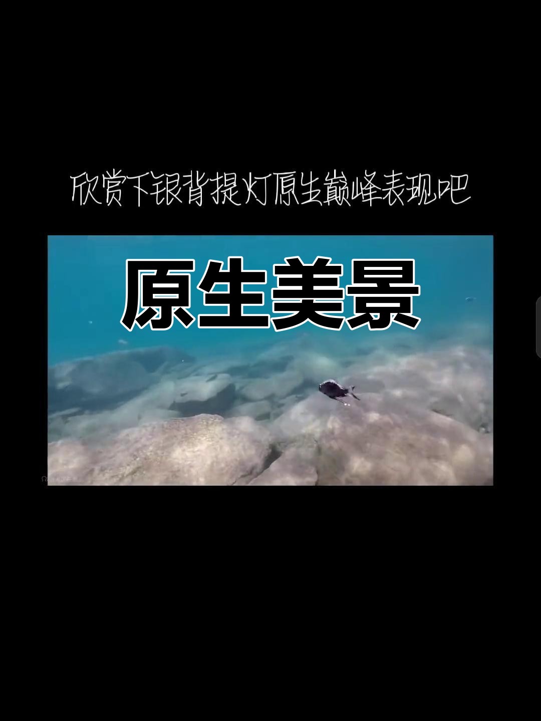 银背提灯与珍珠鳉,原生之美尽显
