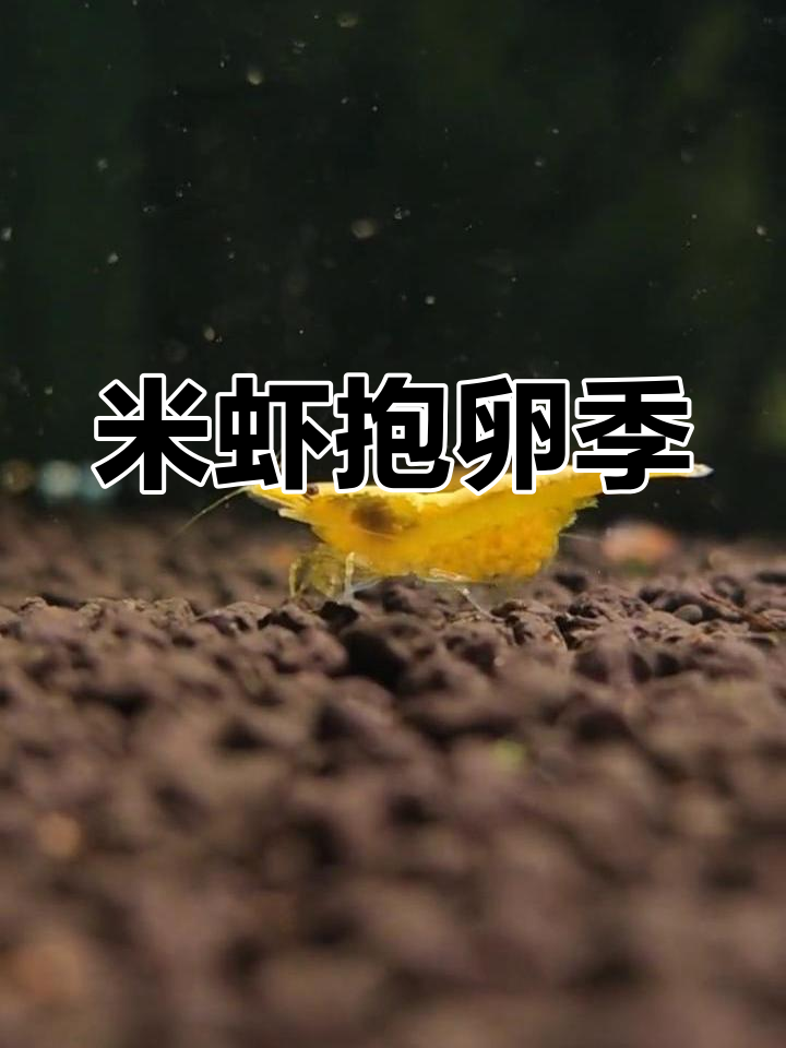 金背米虾抱卵季节来临