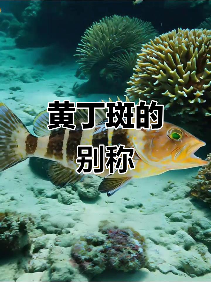 黄丁斑在闽南俗称“土过鱼”,其他地方有不同称呼吗?