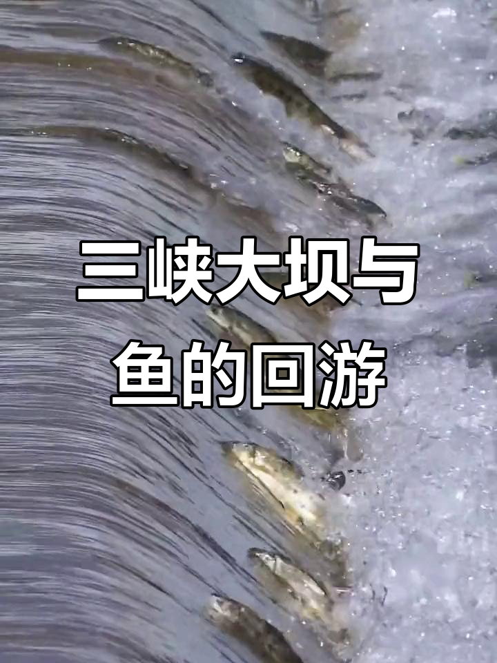 鱼如何翻越大坝?揭秘三峡回游的奥秘