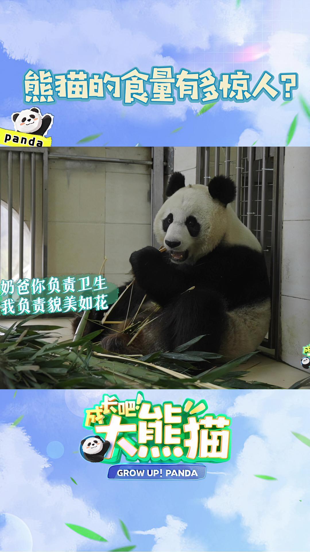 成长吧大熊猫 你知道大熊猫一天要吃多少斤竹子吗?大熊猫 国宝熊猫 熊猫听懂四川话系列