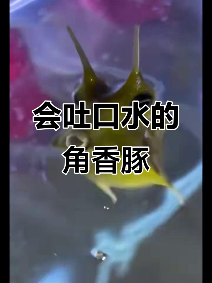 牛角鱼:吐口水又带毒的热带海水食肉动物