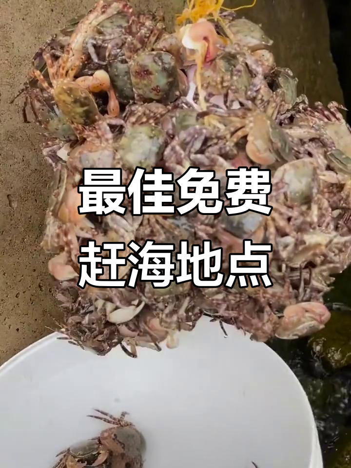 鲅鱼圈免费赶海地大揭秘,这些地方让你收获满满