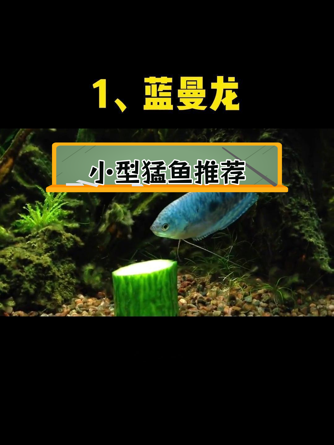 五大凶猛小型观赏鱼