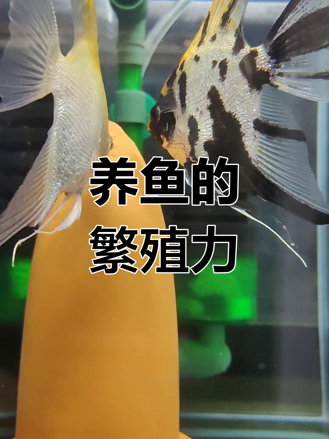 95后养鱼日常:头洞病刚愈,又迎来新生命!