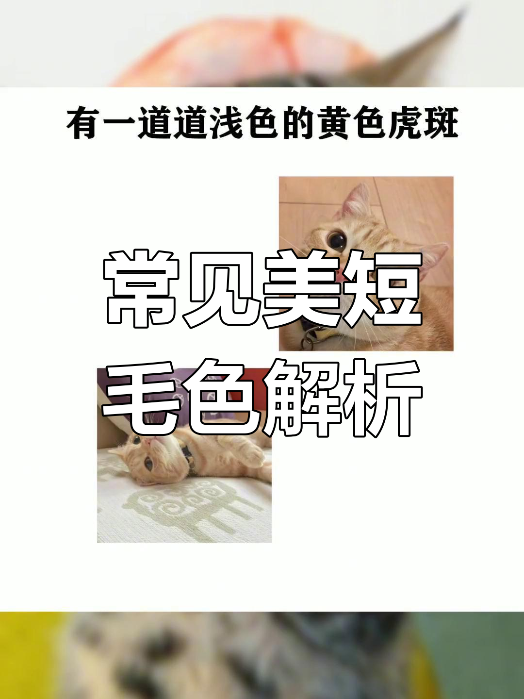 美短猫的七种常见毛色,你养过几种?