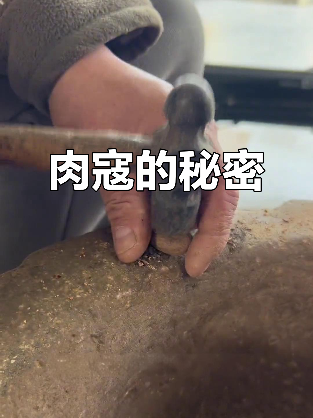 肉寇敲开有妙用,胡辣汤更香浓!