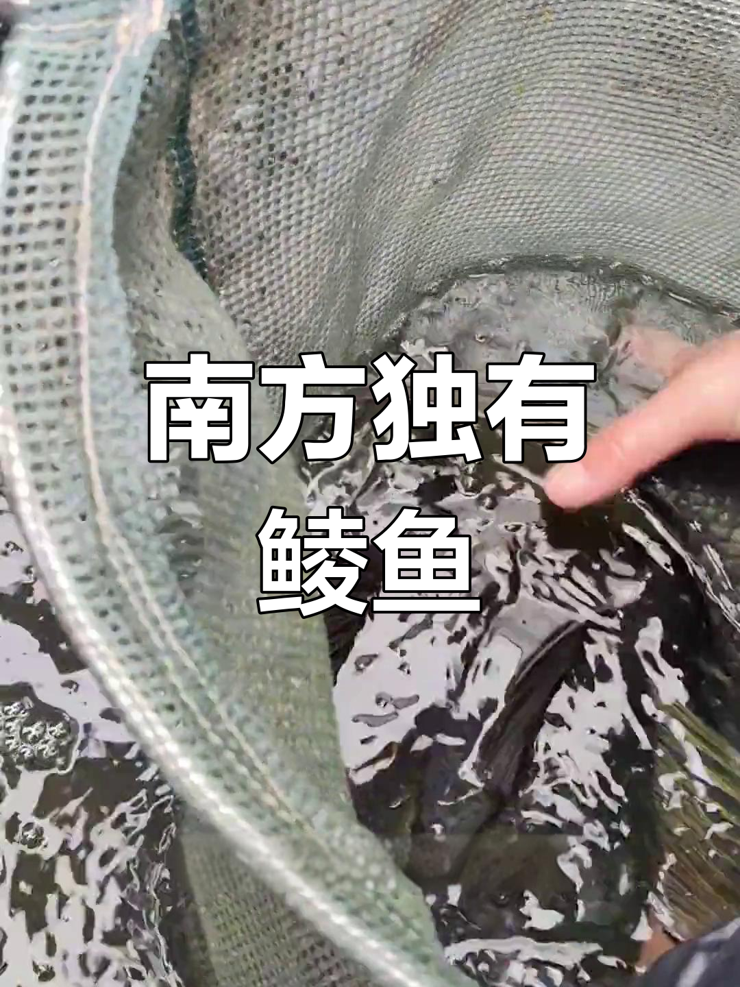桂华陵:南方特有鱼类