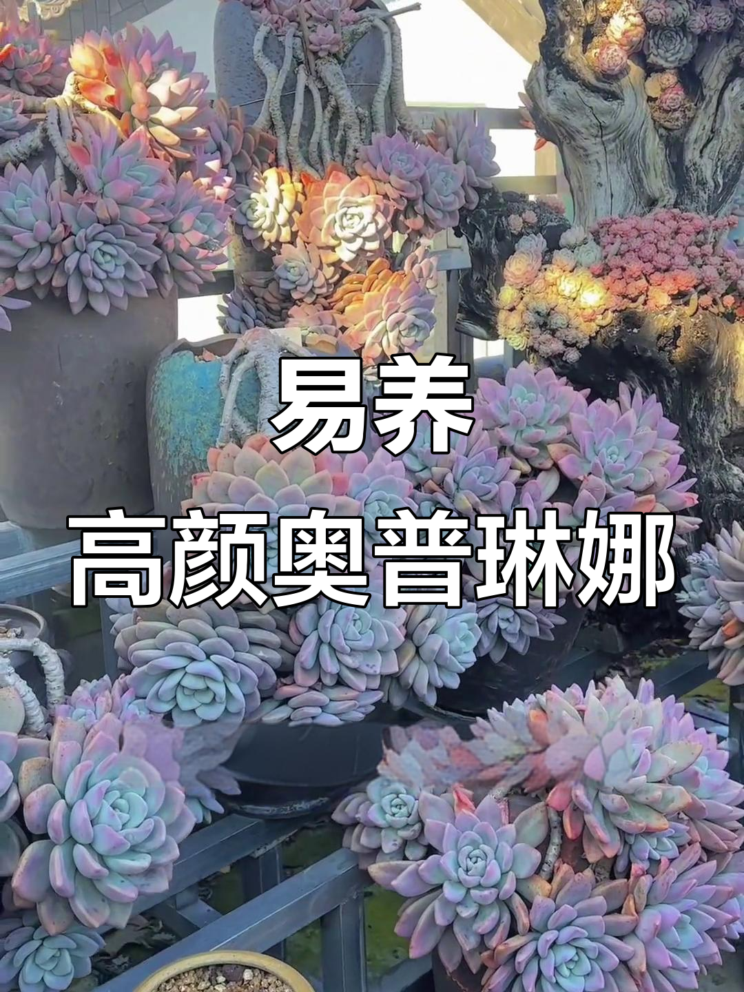 奥普琳娜多肉:耐热抗冻,颜值高,适合新手养护