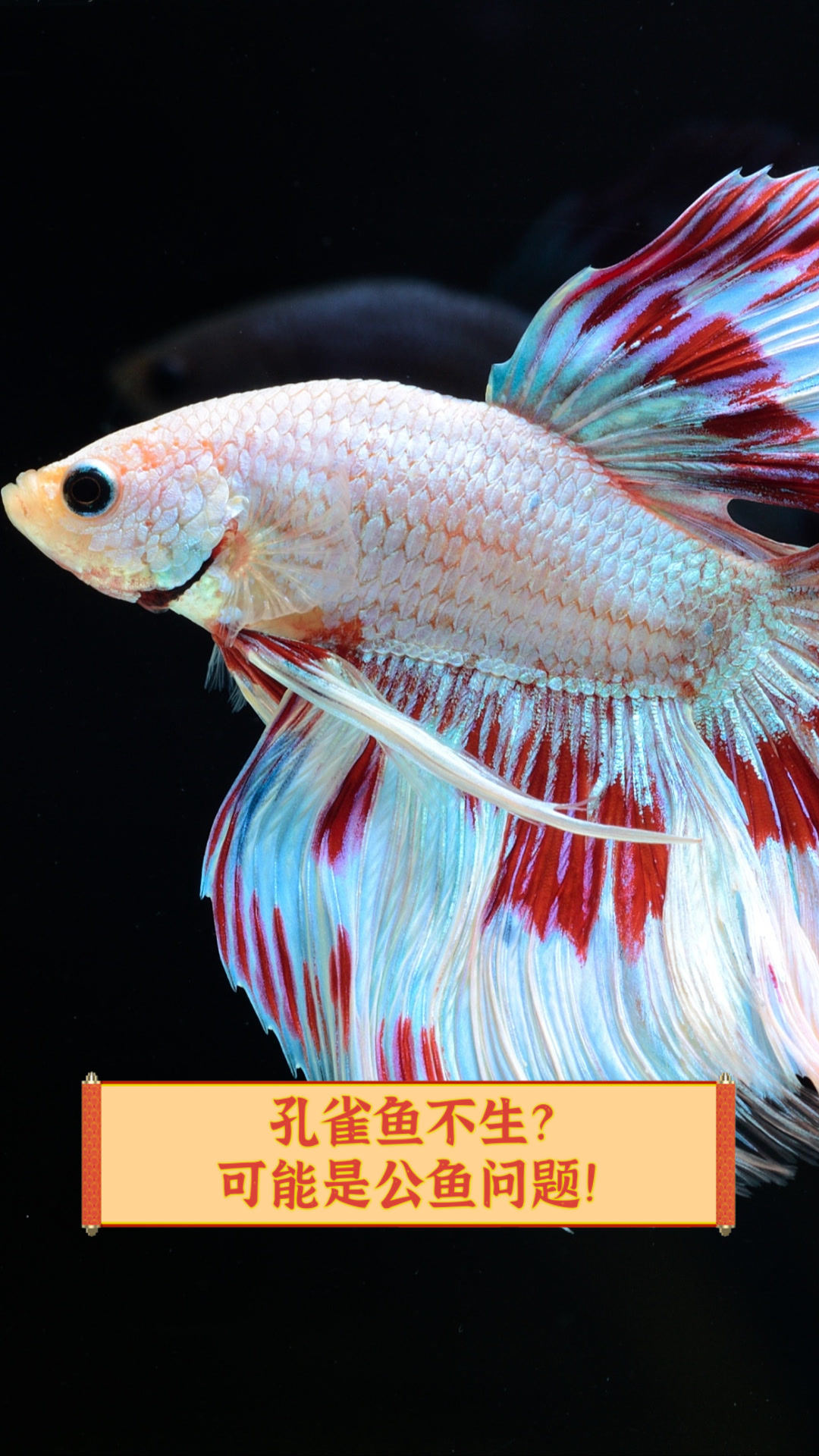 孔雀鱼不生?可能是公鱼问题!