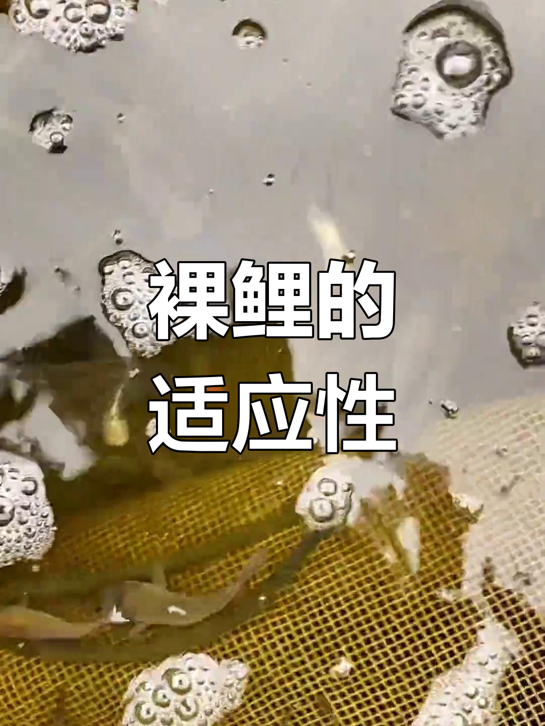 裸鲤生长迅速,适应性强,饲料广泛,多种环境均可养殖