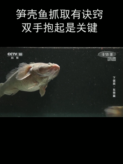 笋壳鱼抓取有诀窍 双手抱起是关键
