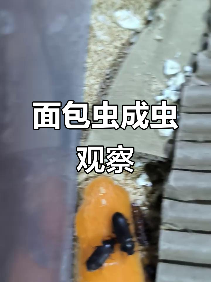 面包虫成虫的成长与死亡过程,探索它们的健康状态