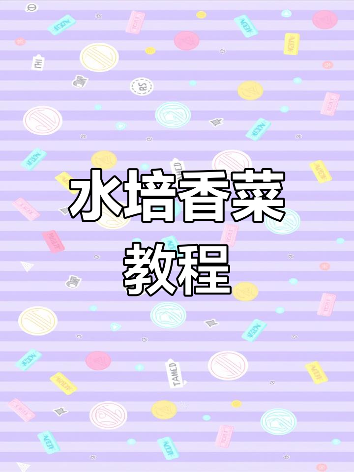 香菜水培种植技巧,轻松学会家庭种菜