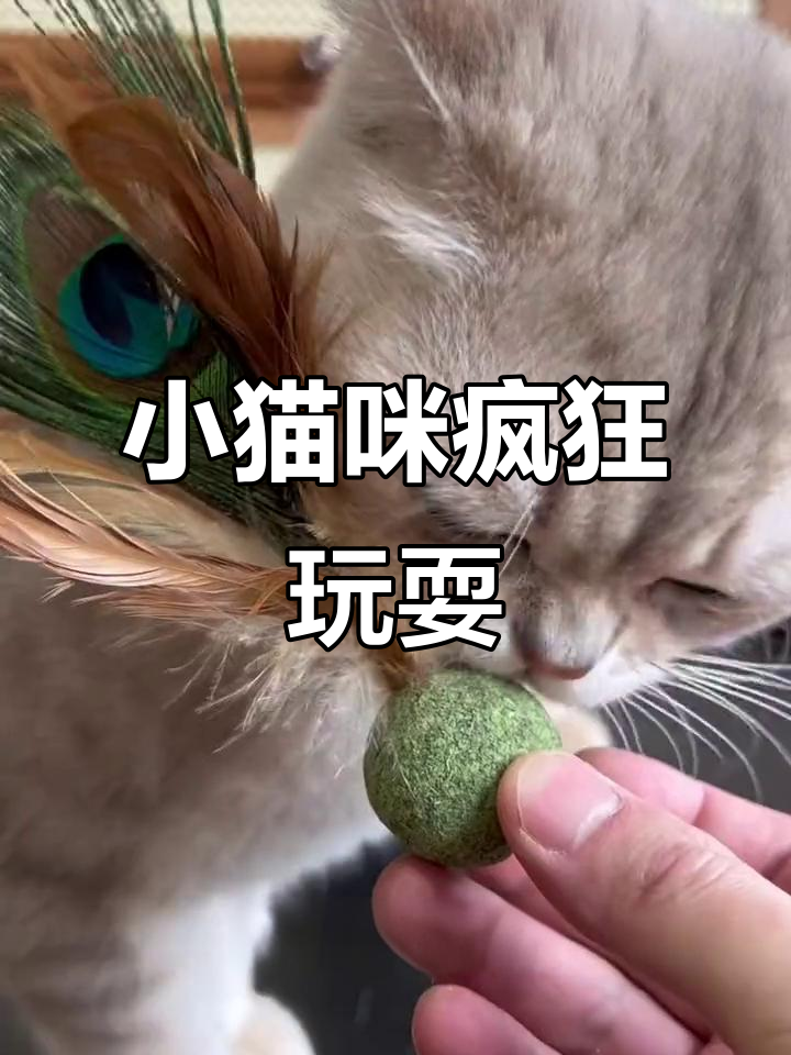 9块9的猫薄荷球和孔雀羽毛,小猫咪玩得不亦乐乎