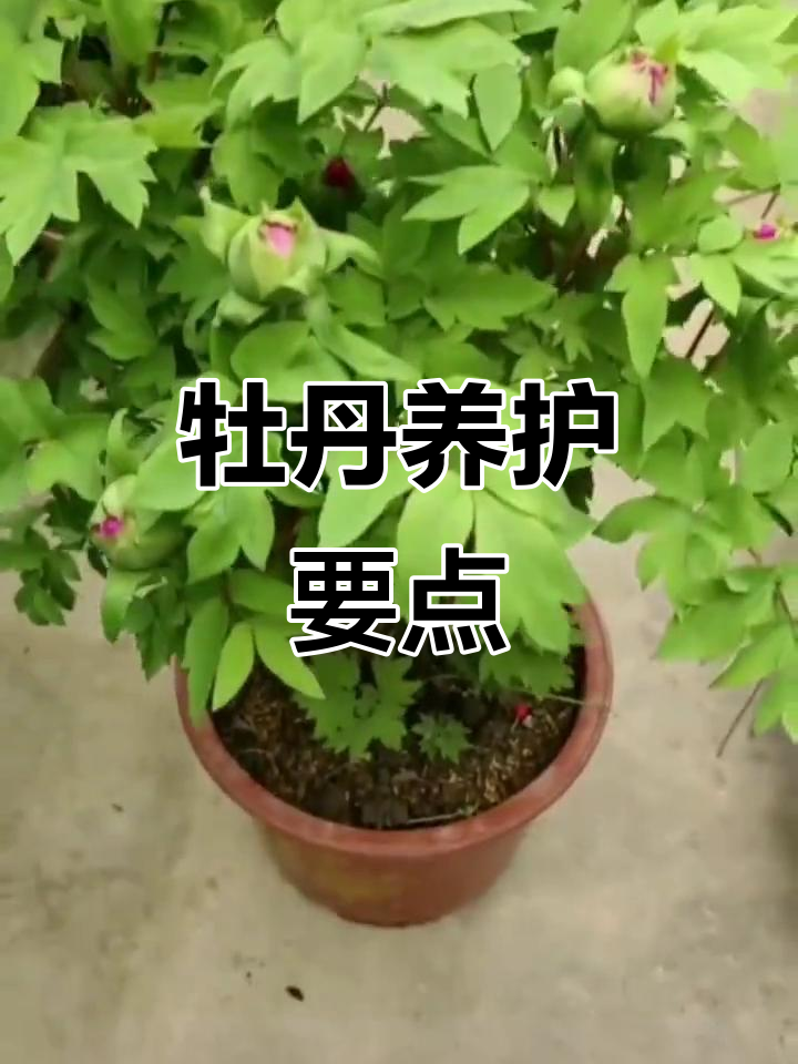 牡丹养殖技巧:从浇水到施肥全攻略