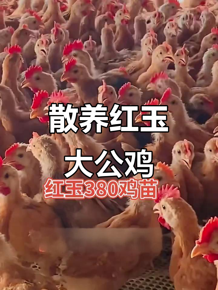 红玉鸡:成年公鸡重达15斤,母鸡年产360枚蛋