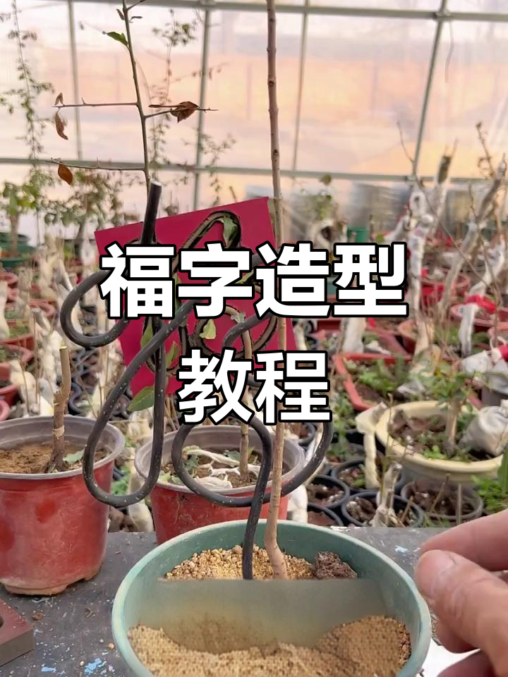 福字造型艺术,老鸦柿与金弹子完美结合