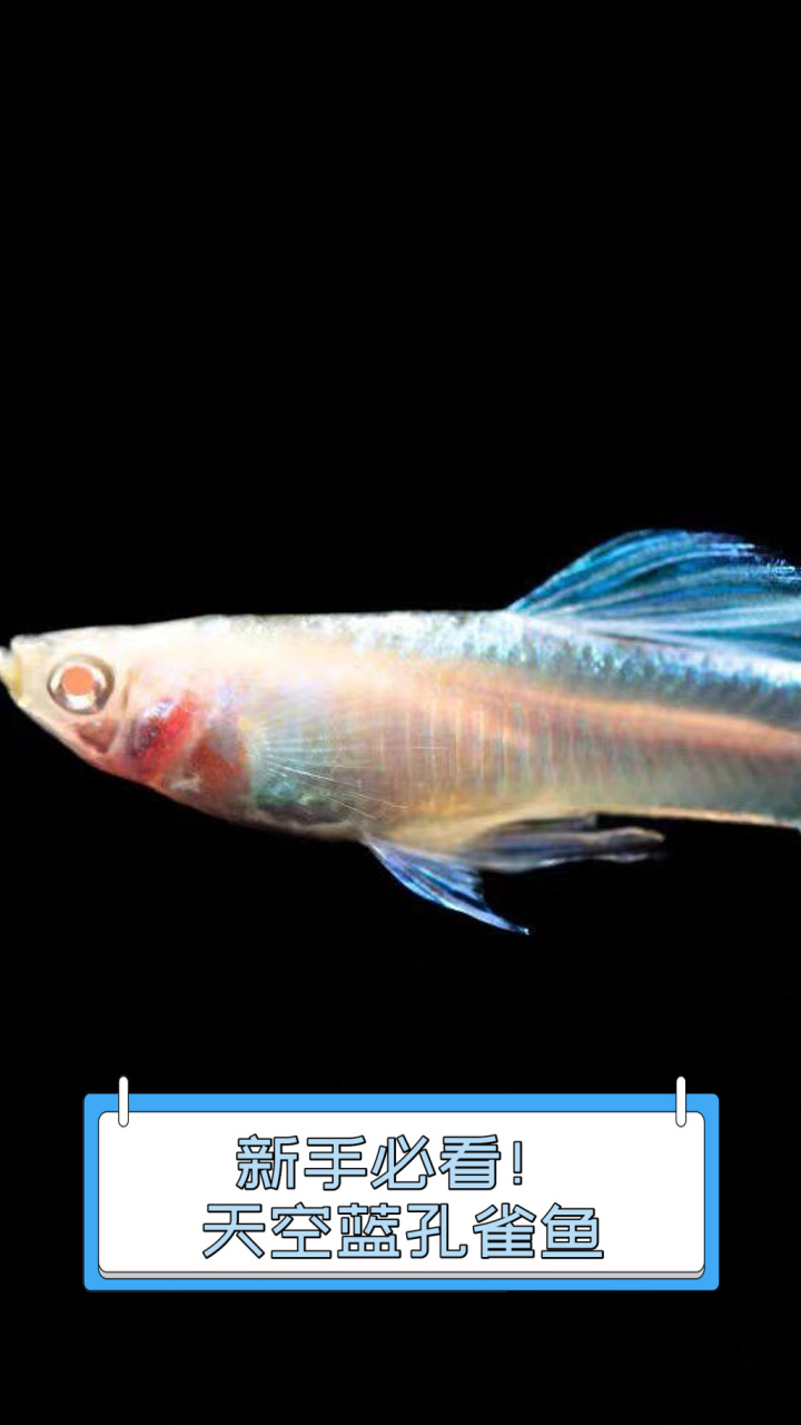 新手必看!天空蓝孔雀鱼
