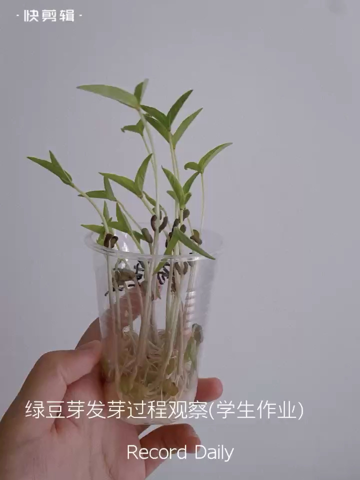 幼儿园作业之绿豆芽生长过程