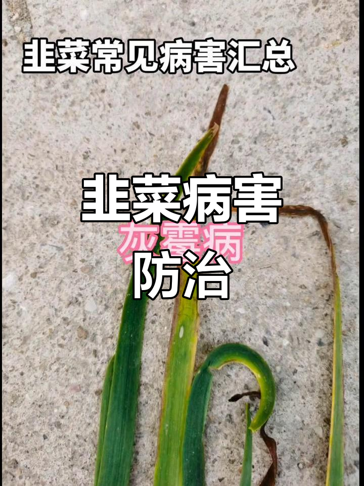 韭菜常见病害及防治技巧,农民必看!
