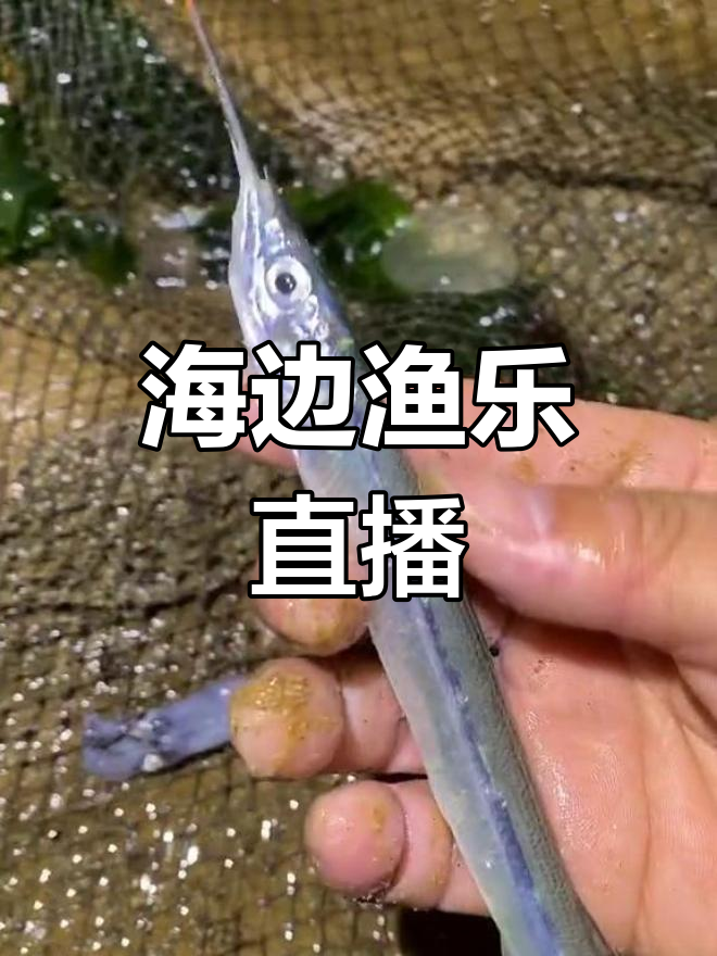 迷魂阵捕鱼,收获满满