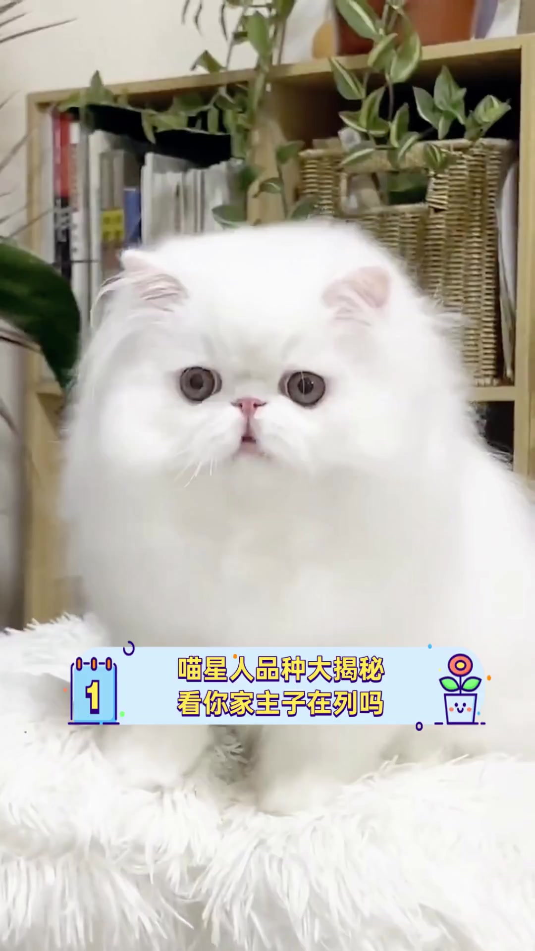 喵星人品种大揭秘,看你家主子在列吗