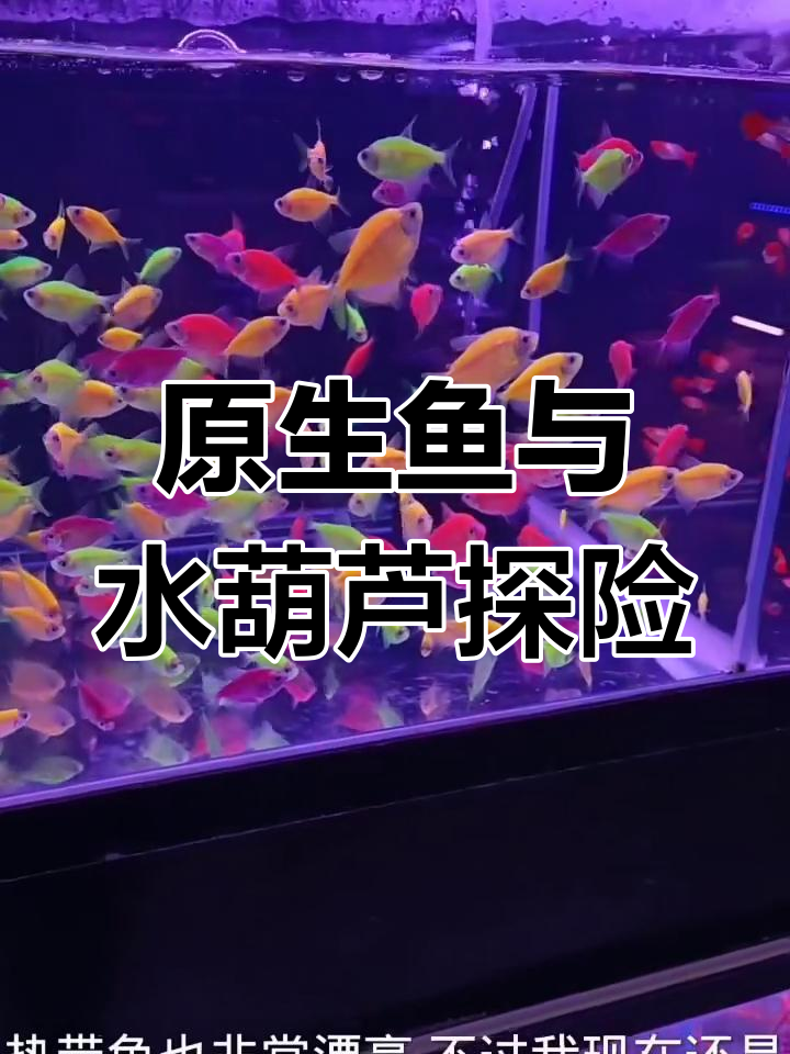 发现原生鱼与水葫芦的奇妙之旅,虾缸改造大作战