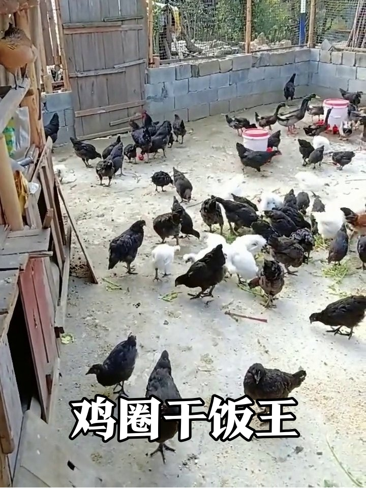 鸡圈干饭现场:黑家军围剿白显眼包,鸭子乱入走错片场