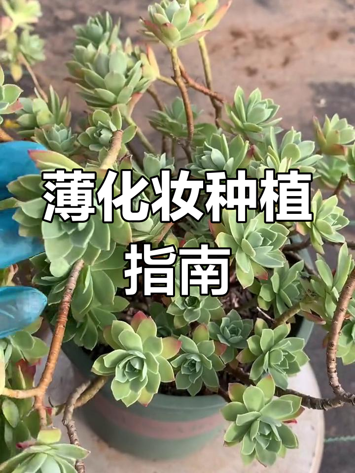 多肉薄化妆养护技巧