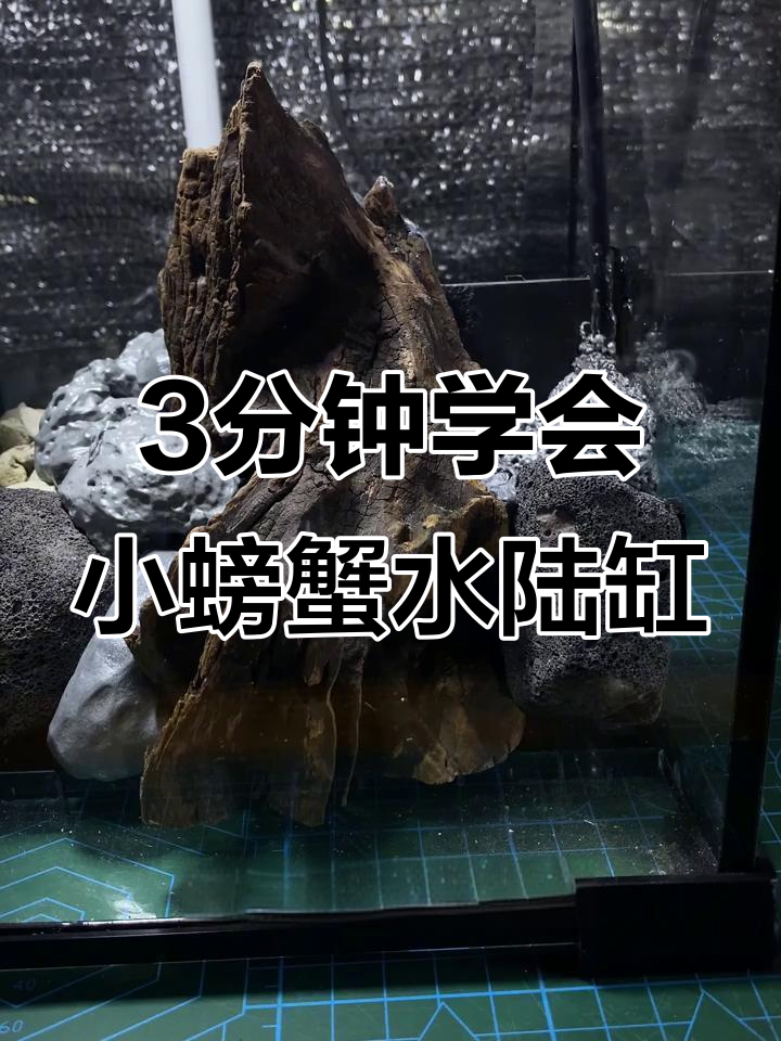 小型恶魔蟹水陆缸制作全攻略，轻松打造迷你生态缸