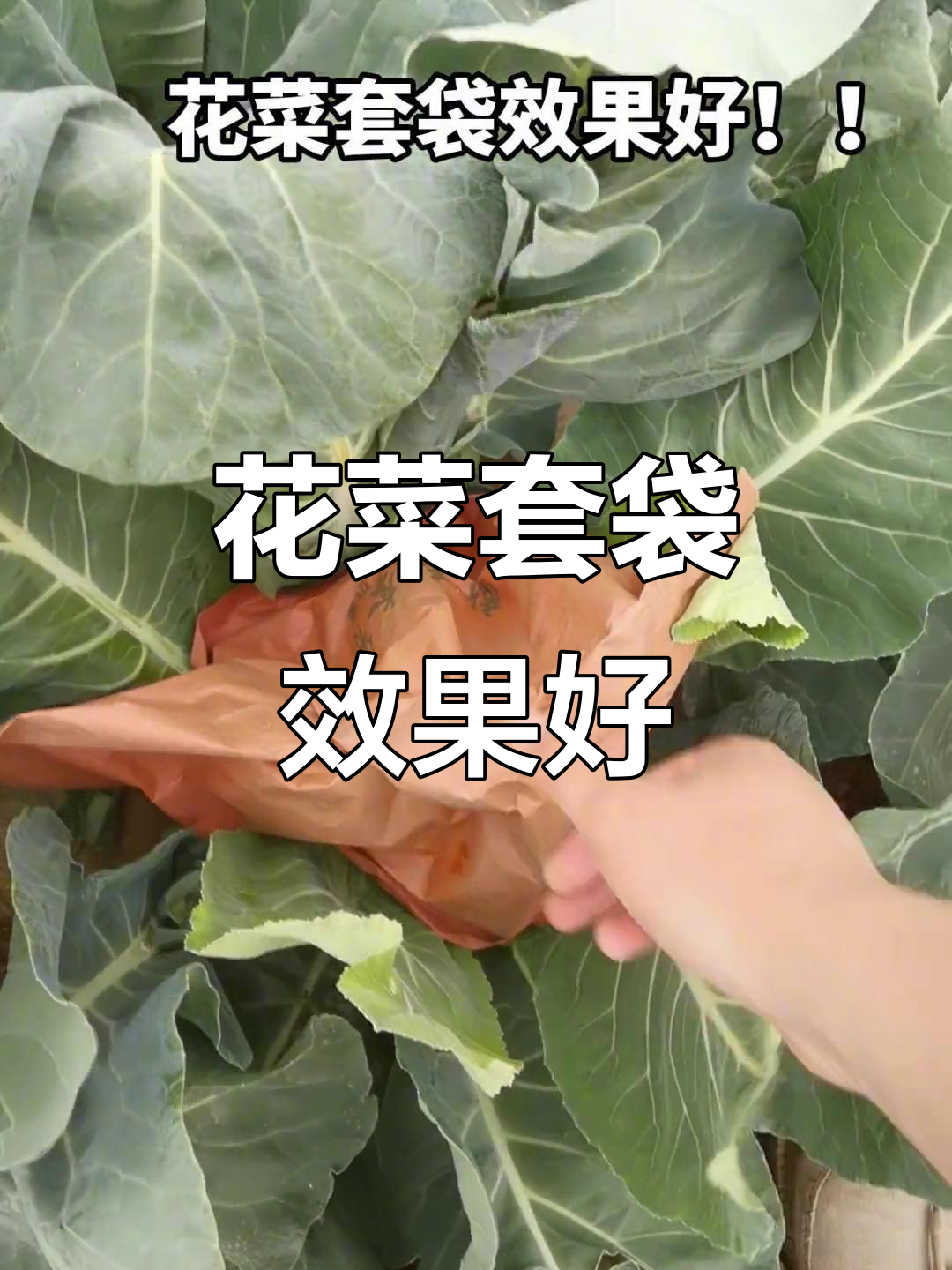 花菜套袋技巧大揭秘,提升品质效果显著