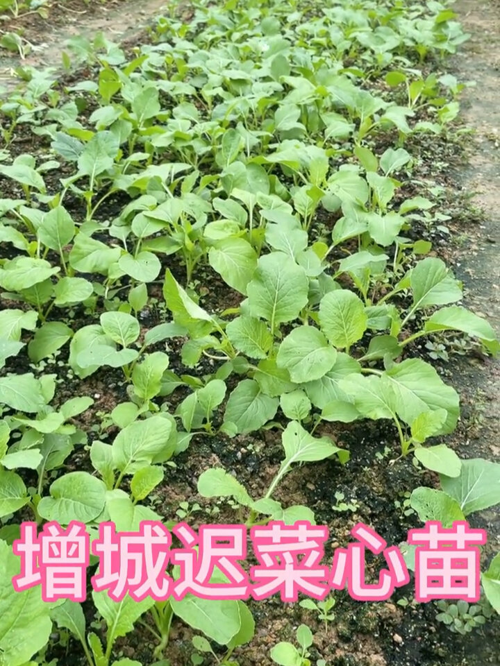 当季种植蔬菜《增城迟菜心》