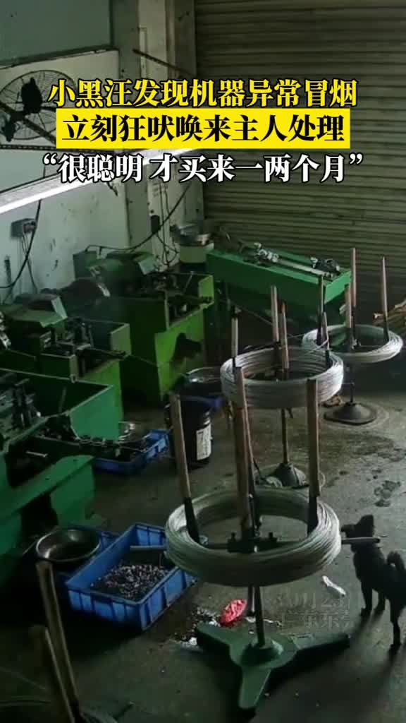 立功“赏”鸡腿!小黑汪发现车间机器出了故障,立刻“通知”主人处理